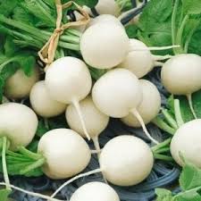  Radish - ORTOLANDA O.P. SOCIETA COOPERATIVA AGRICOLA